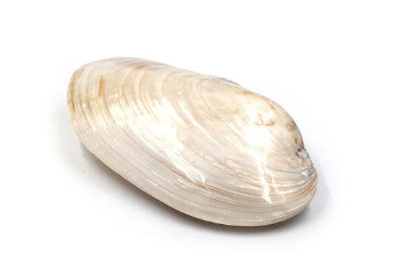 Giant Pearl White Mussel Shell Pairs - Pack of 5